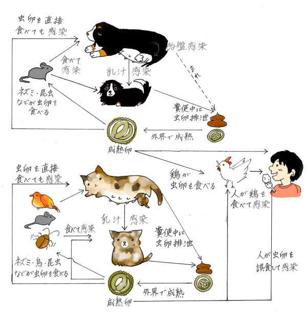 コラム 渡辺動物病院 静岡県島田市